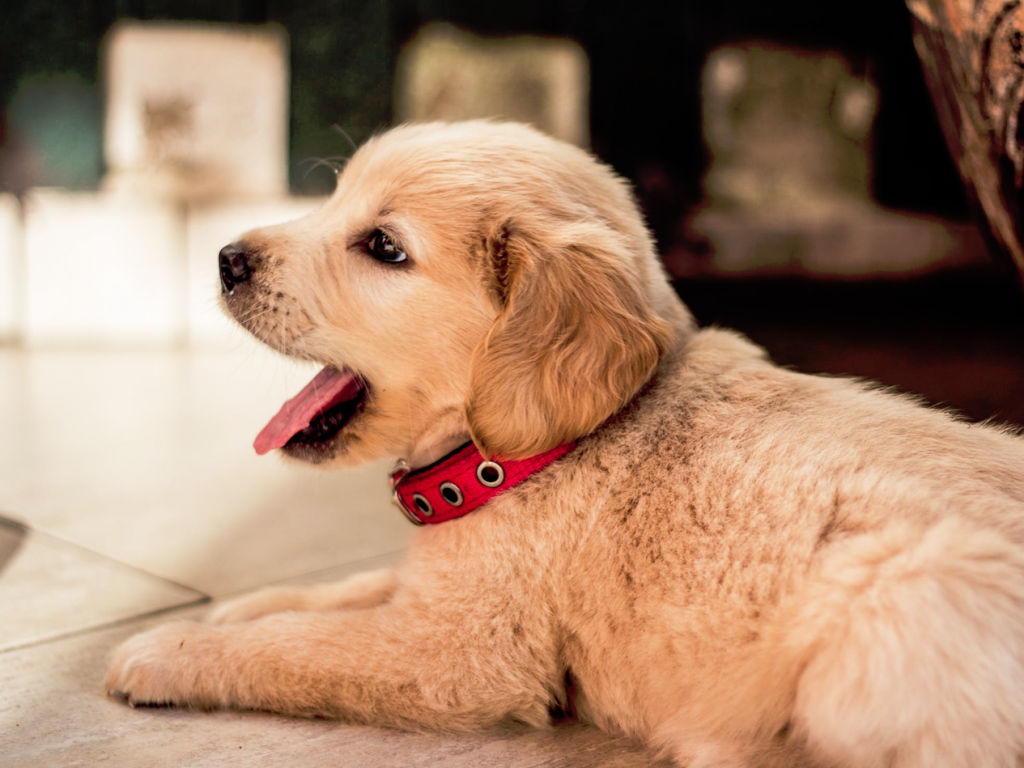 3 + 1 Grund, warum Ihr Haustier eine Hundehütte mit Sonnenterrasse liebt 3 + 1 Grund, warum Ihr Haustier eine Hundehütte mit Sonnenterrasse liebt