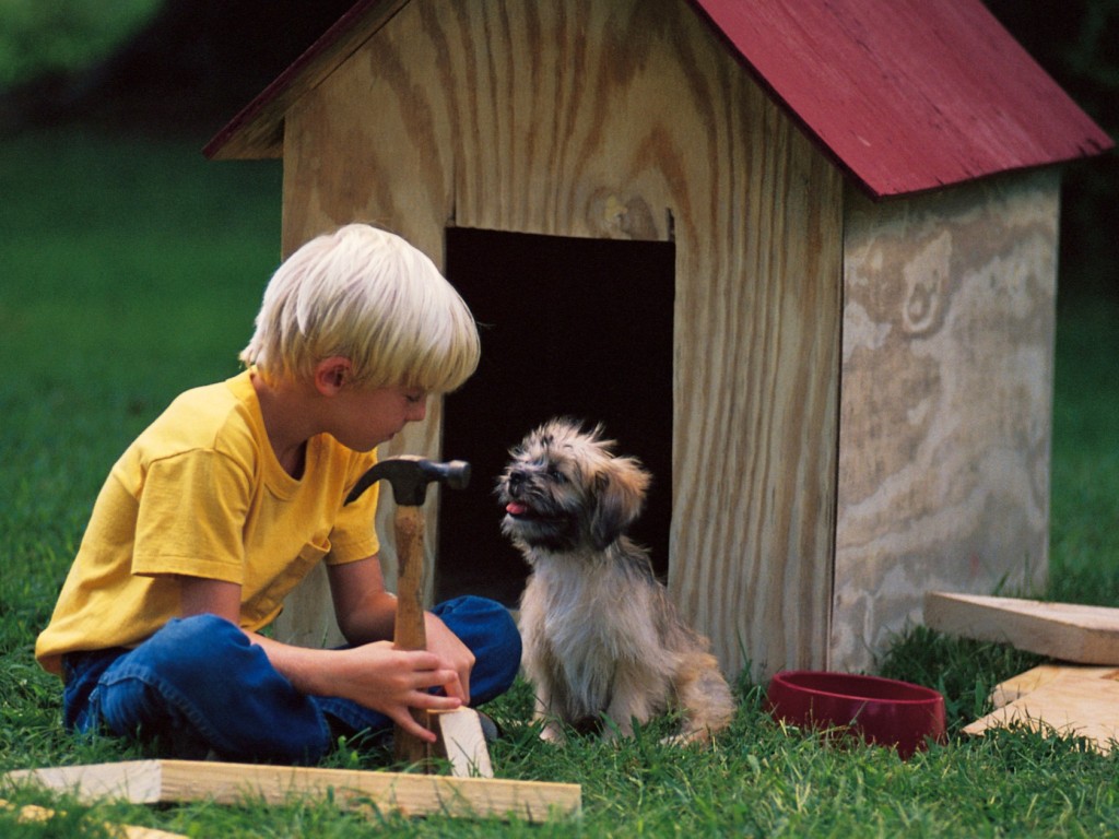 5 legnagyobb kutyaház-választási hiba, amit SOHA ne kövess el