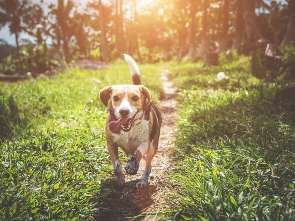 5 große Fehler, die viele Menschen beim Kauf einer Hundehütte machen