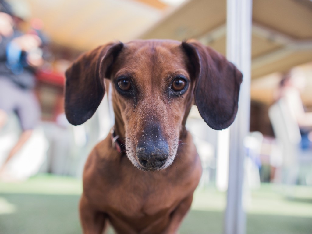 5 Mythen, die Sie kennen sollten, bevor Sie ein Hundehaus wählen