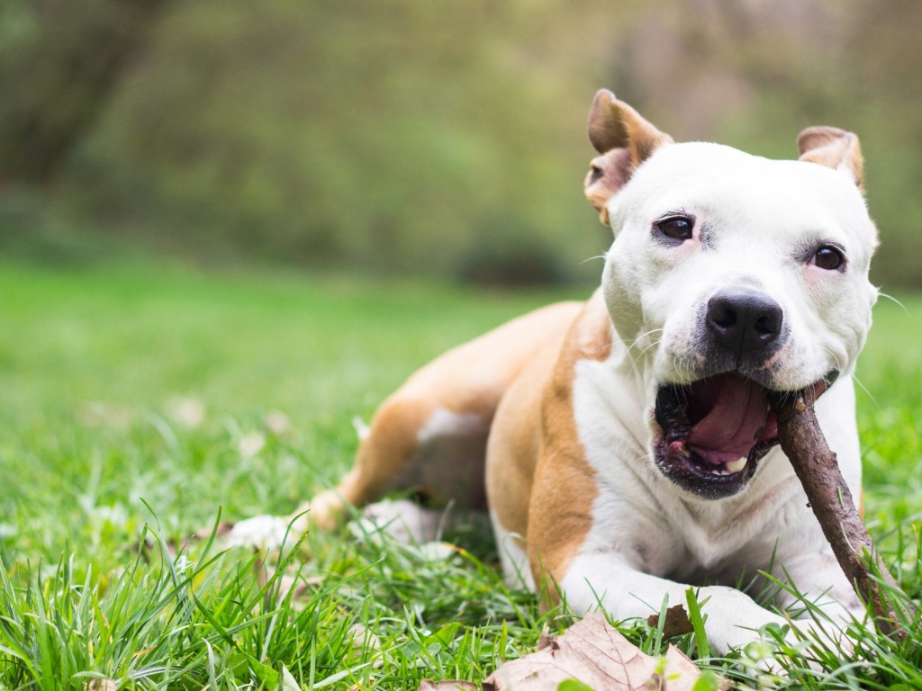 5 tipp, hogy kedvenced ne rágja szét a kutyaházat