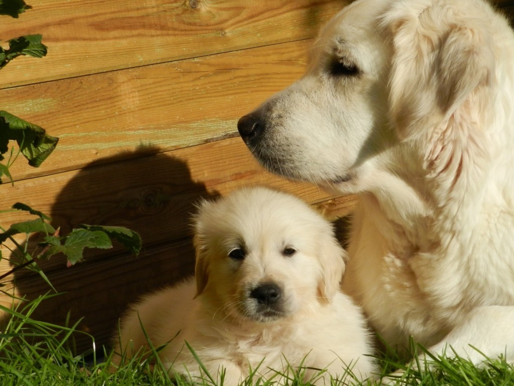 Kutyaház-választási kisokos tenyésztőknek