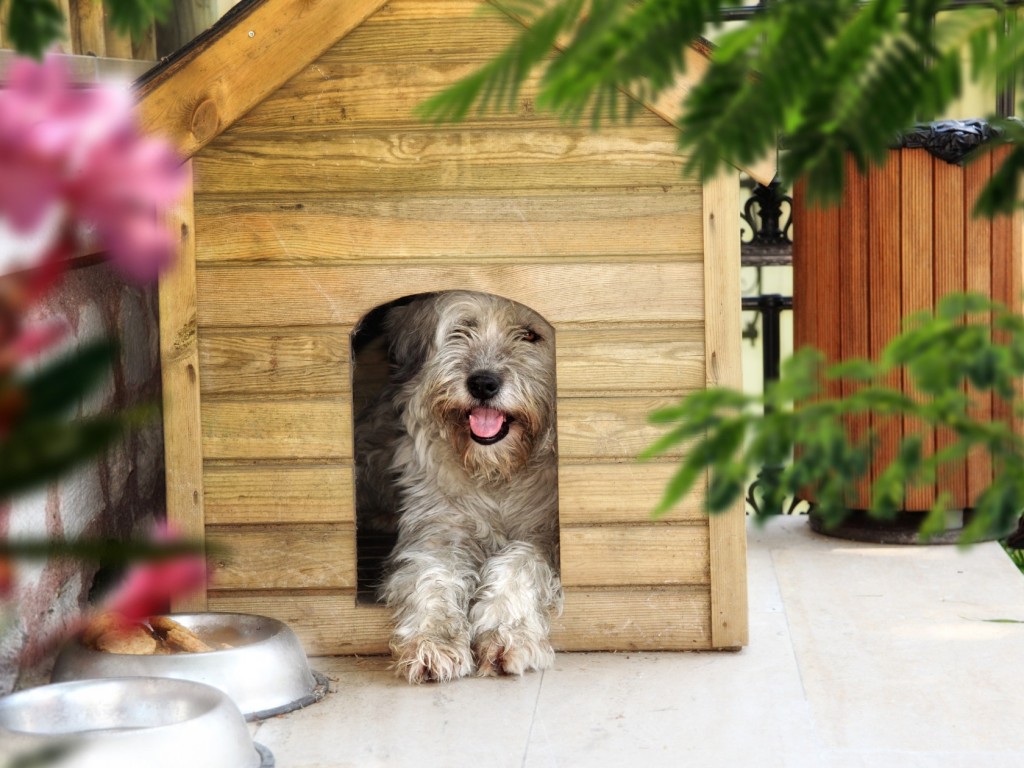 Útmutató: így találd meg elsőre a tökéletes kutyaház méretet