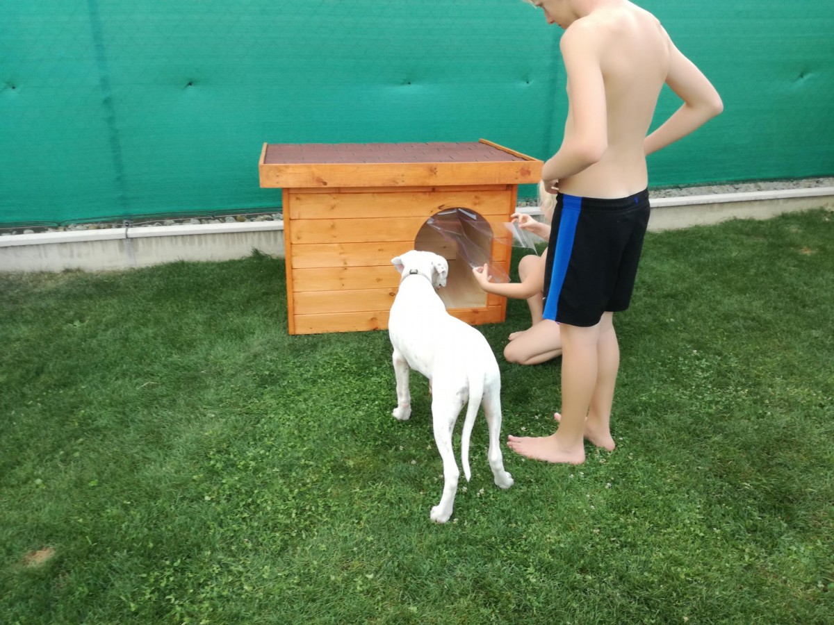 Dexter isolierte Hundehütte